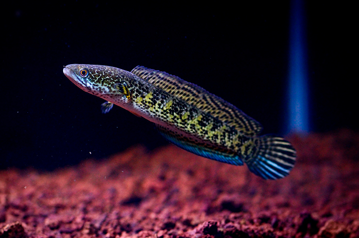 Молодой змееголов Золотая кобра