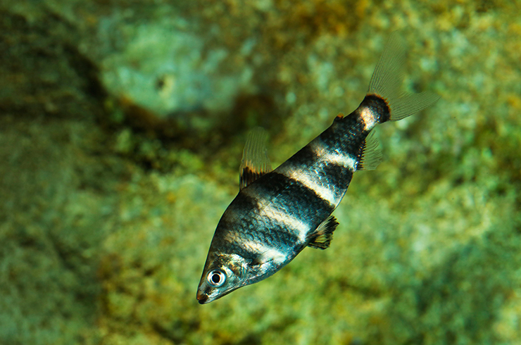 Плавание под углом 45 градусов — характерная особенность абрамитесов мраморных