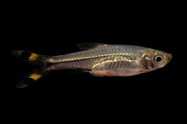 Расбора трехлинейная