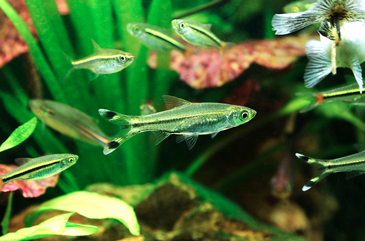 Расбора трехлинейная – неприхотливая стайная рыбка