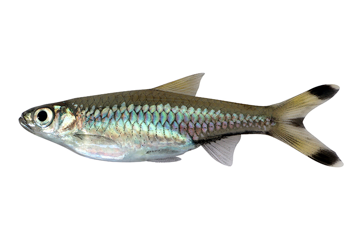 Расбора трехлинейная. Внешний вид