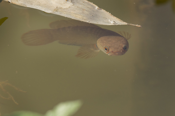 Самцы карликовых змееголовов инкубирую икру в ротовой полости