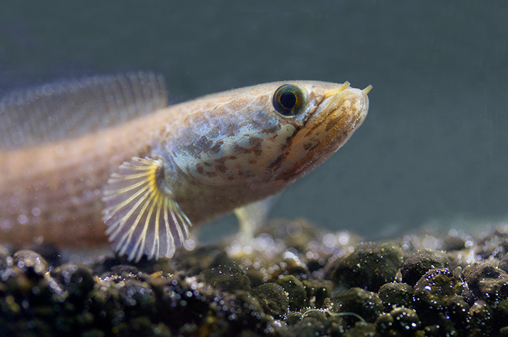 Широко посаженные глаза карликового змееголова помогают ему контролировать пространство вокруг в поисках добычи и врагов