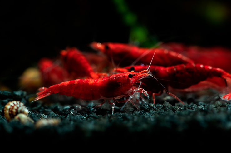 Совместное содержание креветок Красный огонь возможно только с небольшими миролюбивыми рыбками