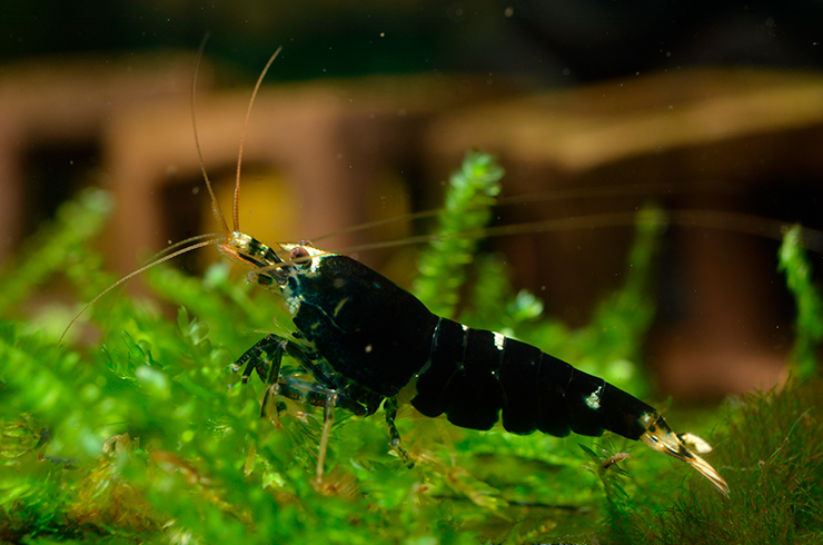 В аквариуме с креветками Кинг Конг обязательно должны быть живые растения
