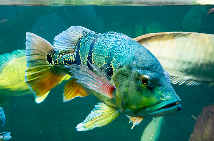 В природе цихла теменсис стоит на вершине пищевой цепи