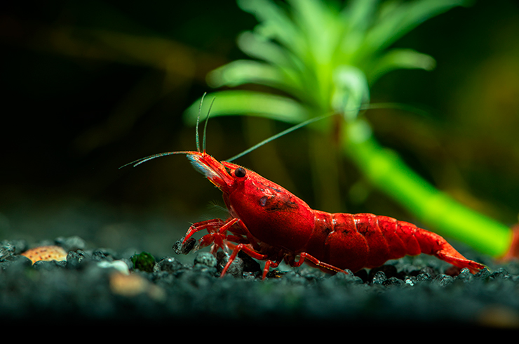 В природе встретить столь ярких креветок неокаридин не получится