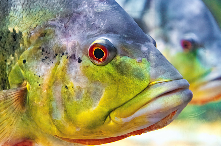 В такой крупный рот сможет уместиться любая мелкая и средняя рыбка