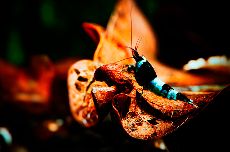 Высушенные листья станут отличным дополнением к качественным сухим кормам для креветок