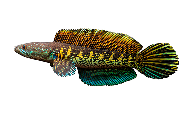 Яркая окраска змееголова Золотая кобра сразу привлекает к себе внимание