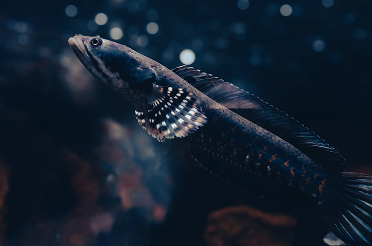 Змееголов карликовый в аквариуме