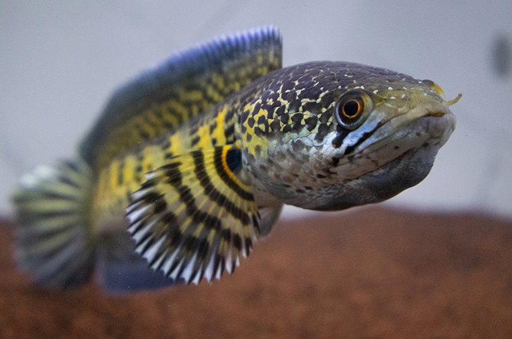 Змееголов Золотая кобра – настоящий хищник