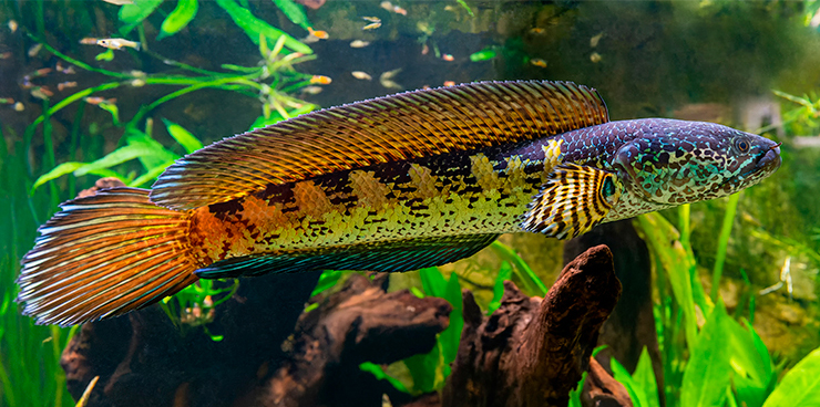 Змееголов Золотая кобра в аквариуме