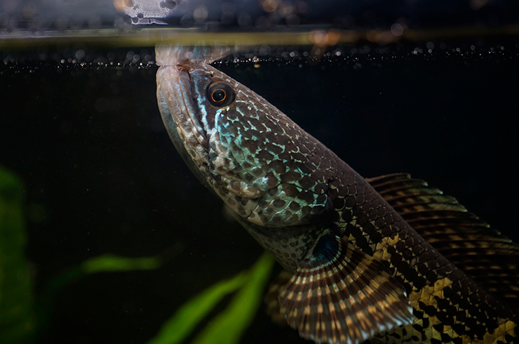 Змееголов Золотая кобра всплывает за очередным глотком воздуха