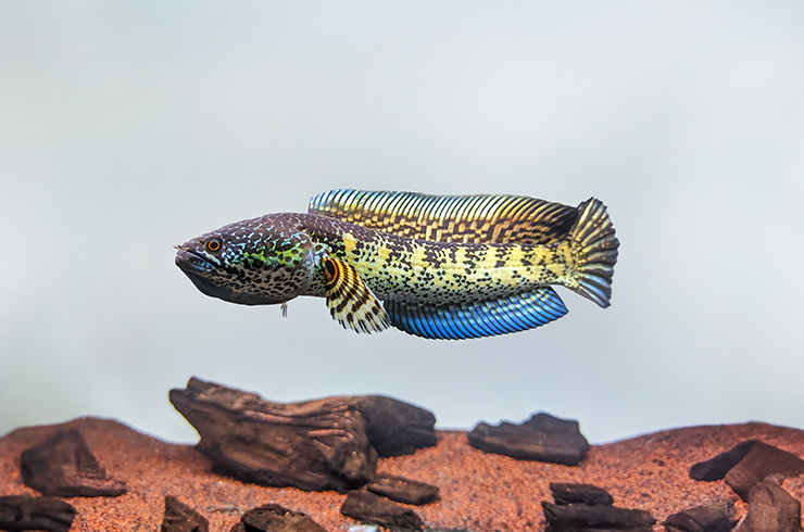 Змееголов Золотая кобра является эндемиком реки Брахмапутра