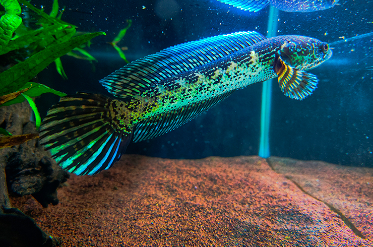 «Золотую кобру» следует содержать в видовом аквариуме