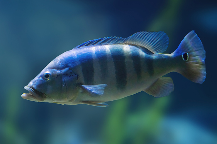 Цихла Азул, или голубой павлиний окунь
