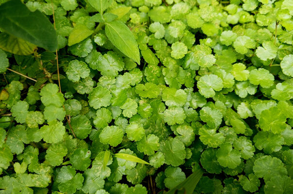 Гидрокотила (Щитолистник) сибторпиоидес