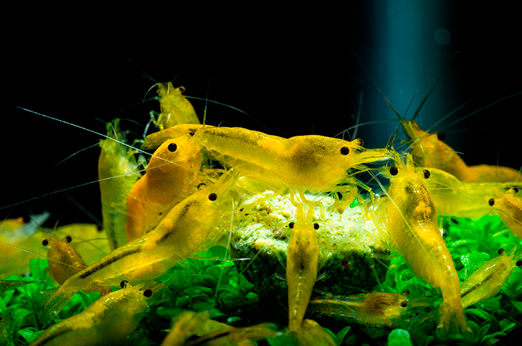 Качественные сухие корма содержат усилители окраски, который сделают ваших креветок еще ярче