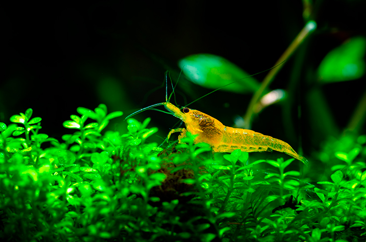 Креветка Желтый огонь. Внешний вид