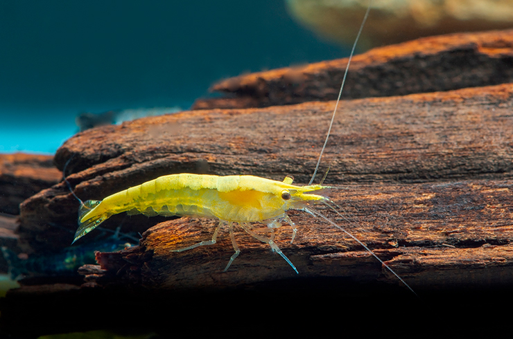 Креветка Желтый огонь