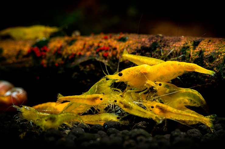 Креветки Желтый огонь неприхотливы в содержании