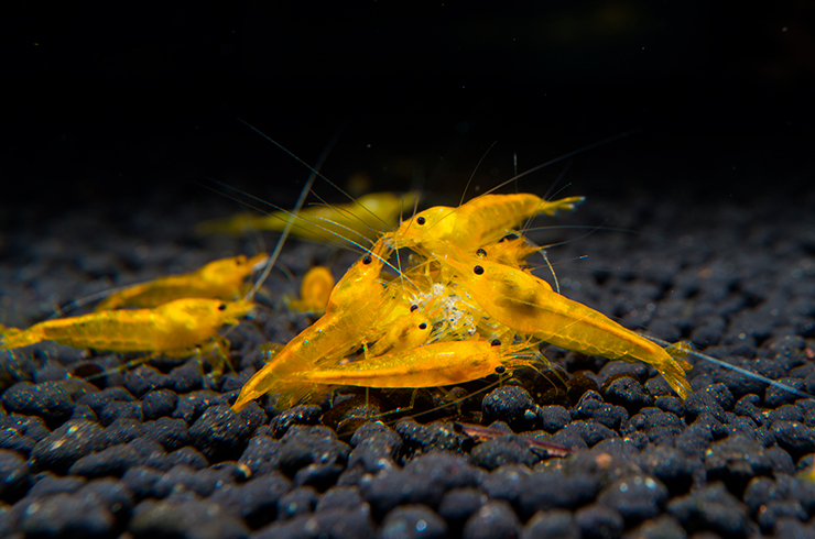 Креветки Желтый огонь очень красиво смотрятся на темном грунте