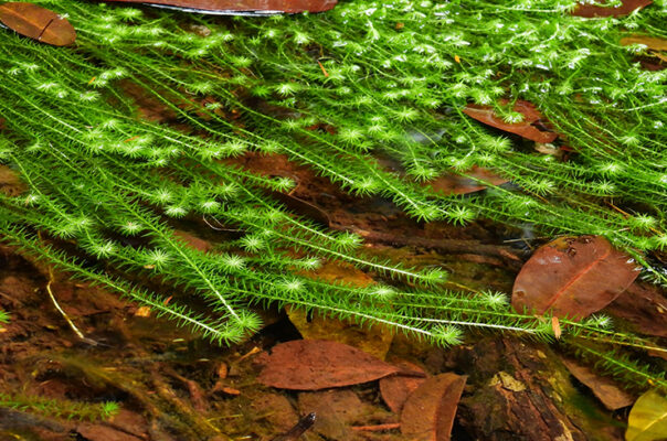 Майака речная