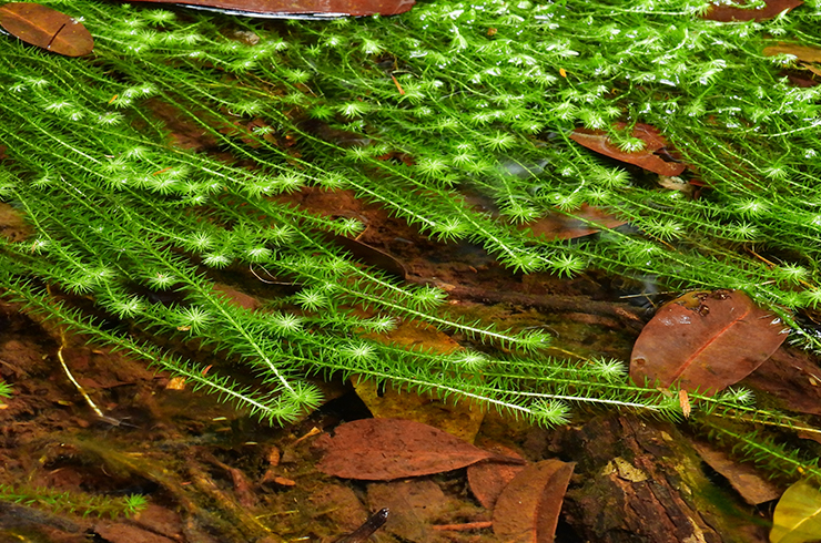 Майака речная