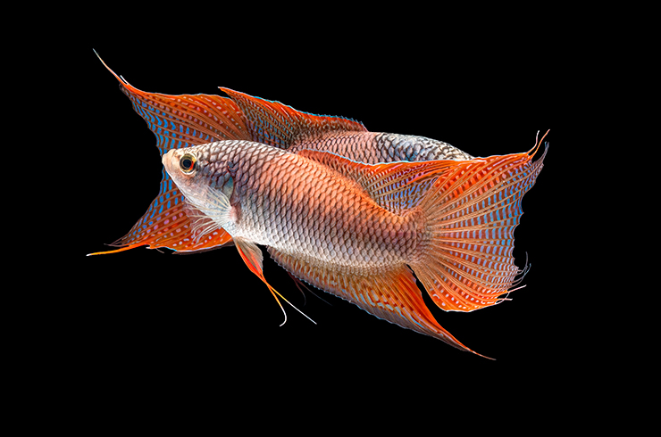 Макропод красноспинный