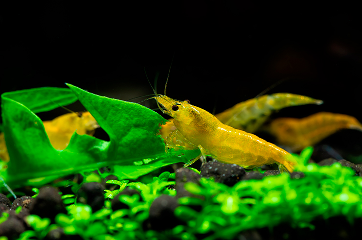 Мягкая фильтрация и регулярные подмены воды сделают среду комфортной для креветок Желтый огонь