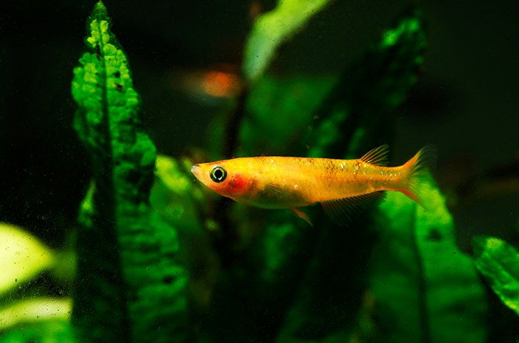 Оризия японская