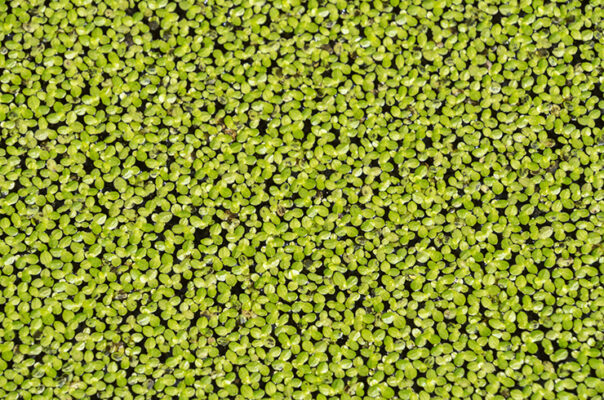 Ряска — одно из самых маленьких цветковых растений