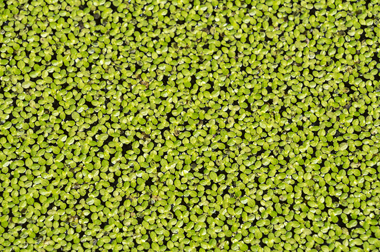 Ряска — одно из самых маленьких цветковых растений