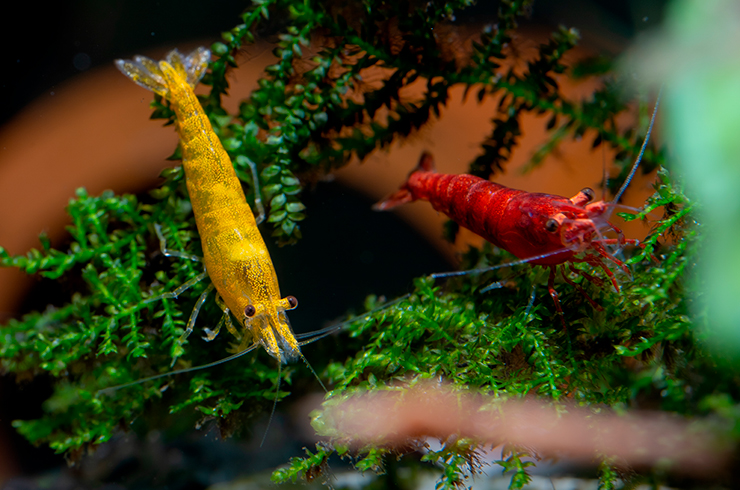 Следует иметь в виду, что неокаридины разных цветов могут свободно скрещиваться