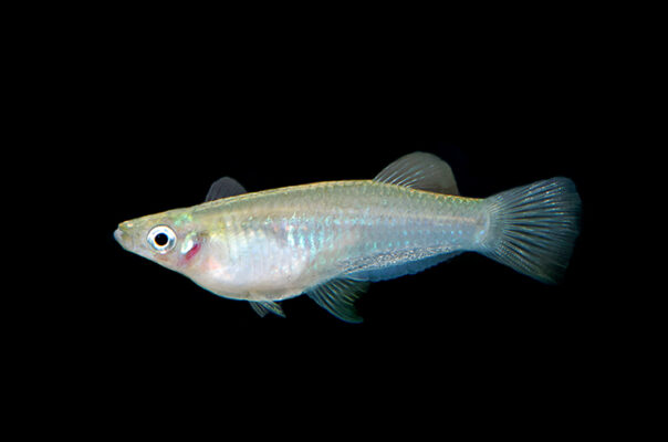 Альфаро бирюзовый