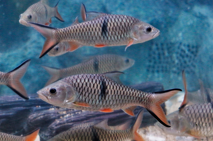 Барбус Хампала – крупная хищная рыба