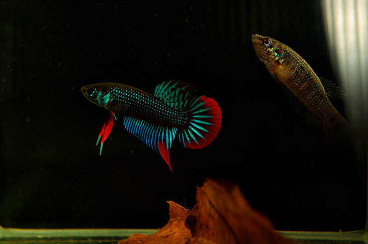 Корма из серии Tetra Betta отлично подойдут для ежедневного кормления черных петушков