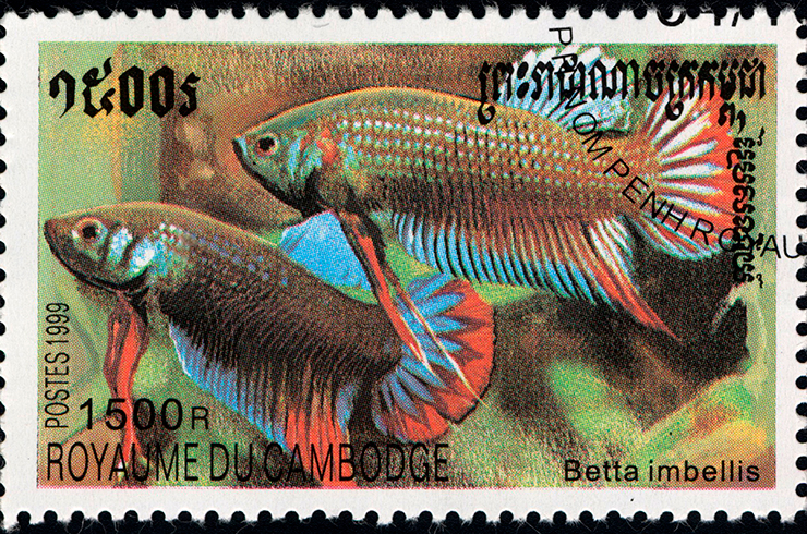 Марка с изображением черного петушка. Камбоджа, 1999 г.