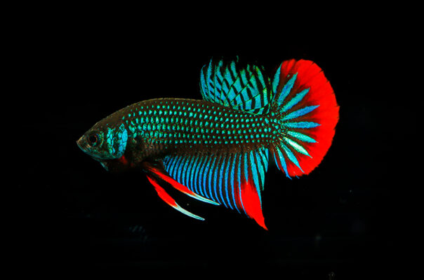 Петушок черный