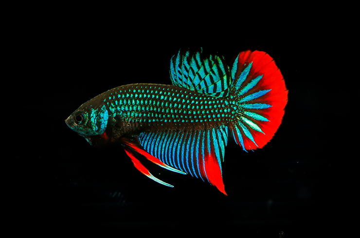 Петушок черный