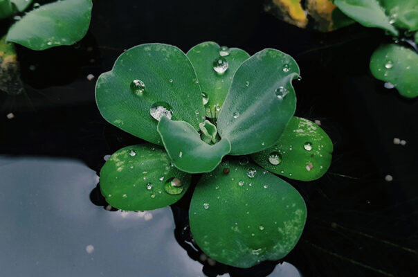 Пистия – популярное плавающее растение для аквариума