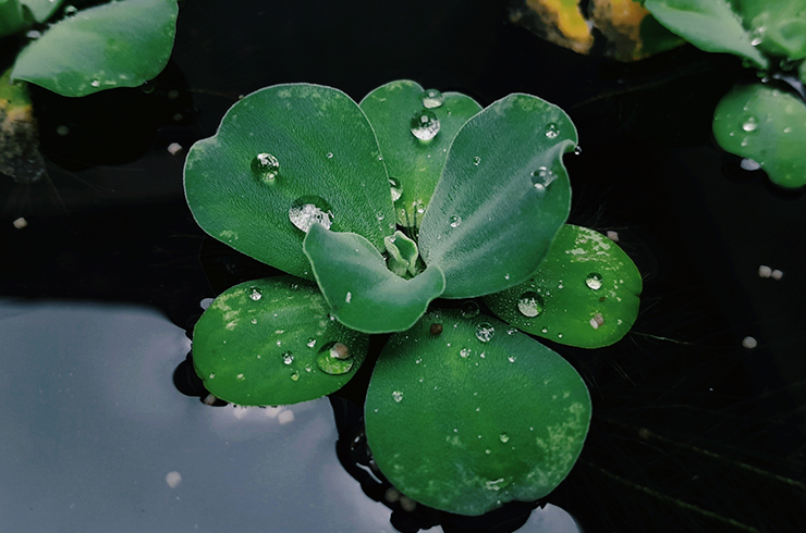 Пистия – популярное плавающее растение для аквариума