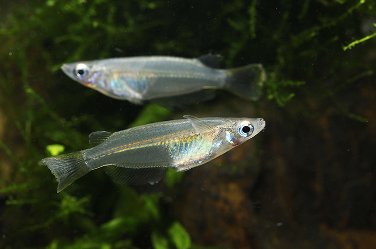 Представители рода Оризиас – маленькие неприхотливые рыбки