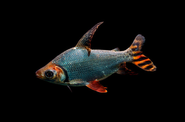 Семапрохилодус многоштриховый