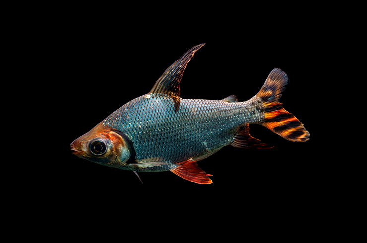 Семапрохилодус многоштриховый