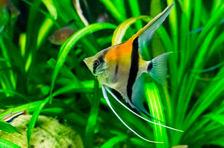 Скалярия Манакапуру