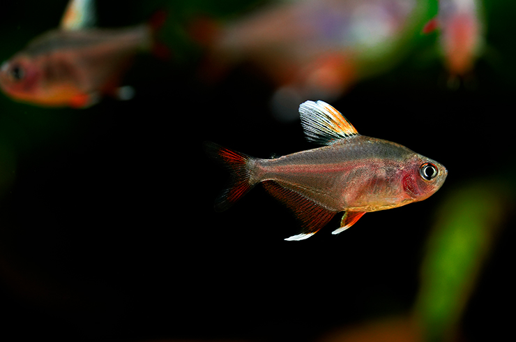 Орнатус белоплавничный отлично подходит для создания общих аквариумов