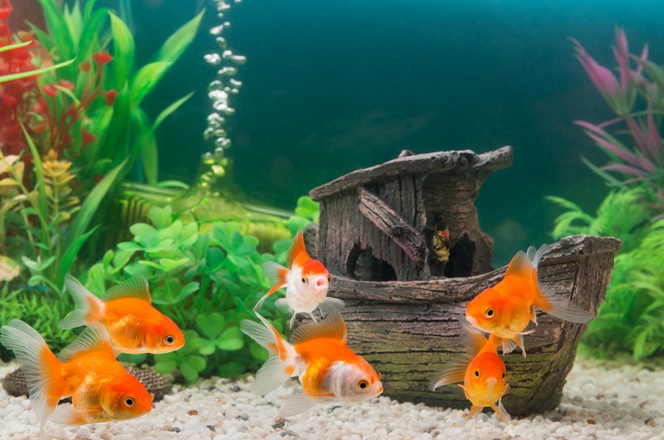 Akvaryumdaki Japon Balıkları