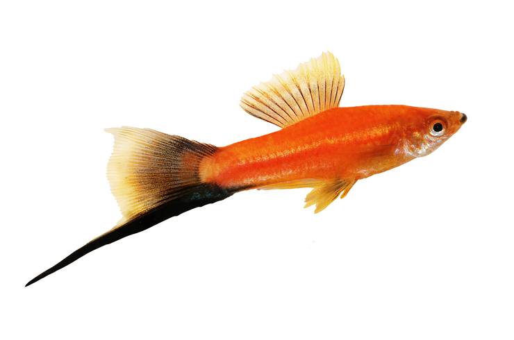 Xiphophorus (Kılıç Kuyruk) Balığı